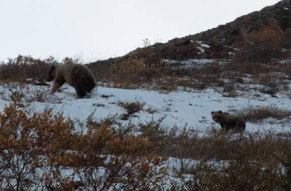 Ursa caminha com seu filhote no Denali National Park, no Alaska